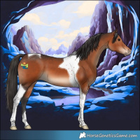 Horse Color:Brown Tobiano 