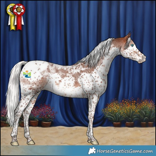 Horse Color:Silver Brown Splash Tobiano Varnish 