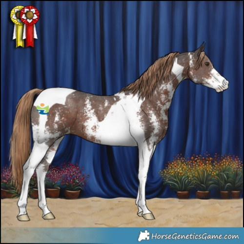 Horse Color:Liver Chestnut Sabino Tobiano 