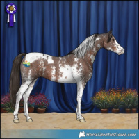 Horse Color:Liver Chestnut Sabino Tobiano 