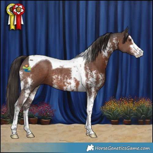 Horse Color:Liver Chestnut Sabino Tobiano 