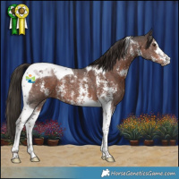 Horse Color:Liver Chestnut Sabino Tobiano 