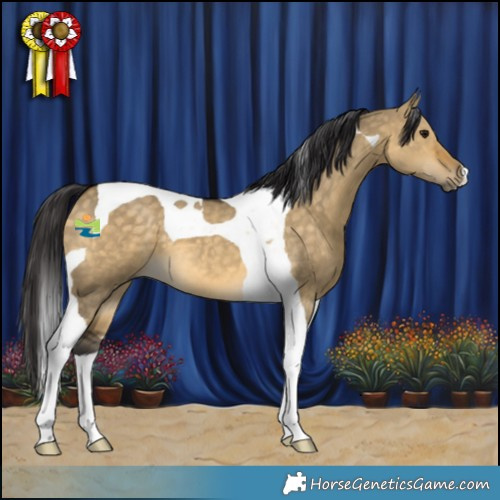 Horse Color:Buckskin Dun Tobiano 
