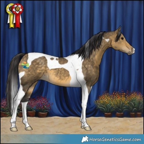 Horse Color:Buckskin Dun Tobiano 