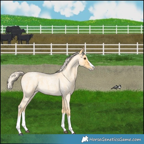 Horse Color:Palomino Roan Splash 