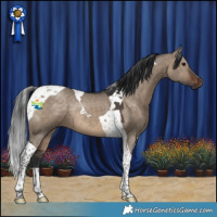Horse Color:Brown Dun Tobiano 
