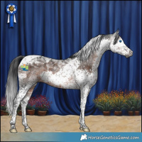 Horse Color:Gray Brown Splash Tobiano 