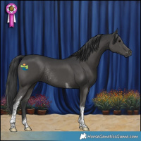 Horse Color:Black Tobiano Rabicano 