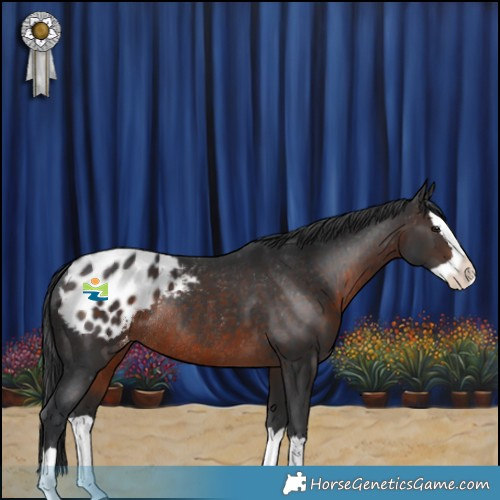 Horse Color:Brown Splash Blanket Rabicano 