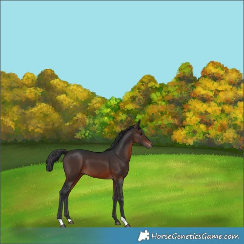 Horse Color:Brown 
