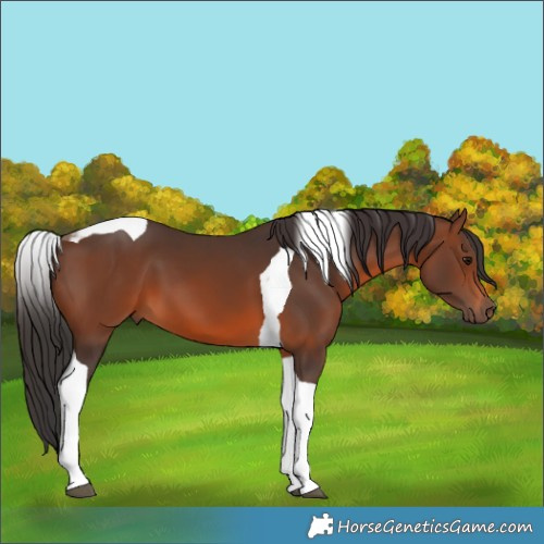 Horse Color:Brown Tobiano