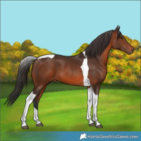 Horse Color:Brown Tobiano 