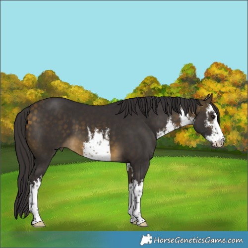 Horse Color:White Spotted Buckskin 