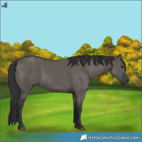 Horse Color:Grullo Brindle 
