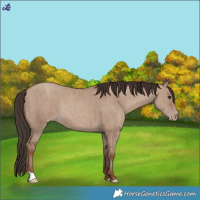 Horse Color:Classic Champagne Dun Brindle 