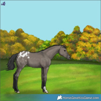 Horse Color:Grullo Appaloosa 