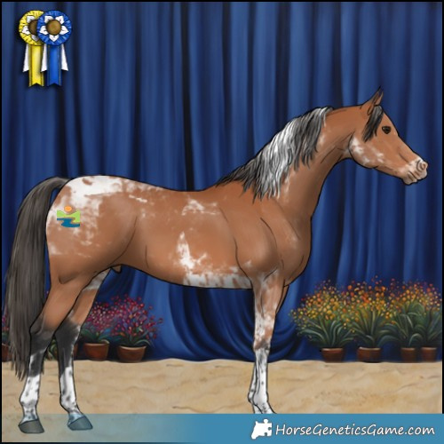 Horse Color:Bay Tobiano 