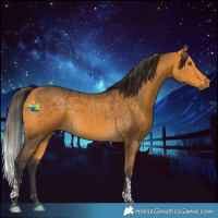 Horse Color:Buckskin Tobiano 