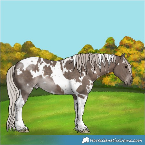 Horse Color:White Spotted Silver Black Tobiano 