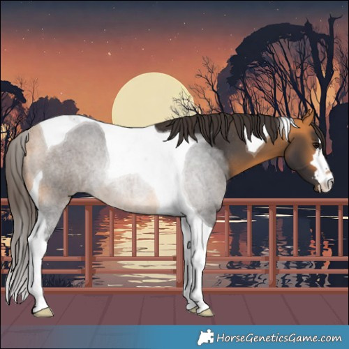 Horse Color:Buckskin Tobiano Rabicano 