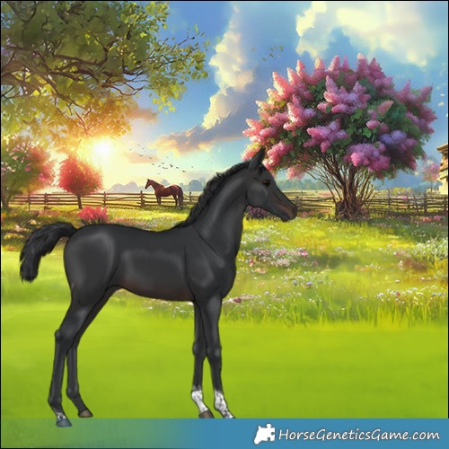 Horse Color:Brown Tobiano 