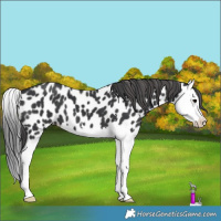Horse Color:Black Splash Leopard 