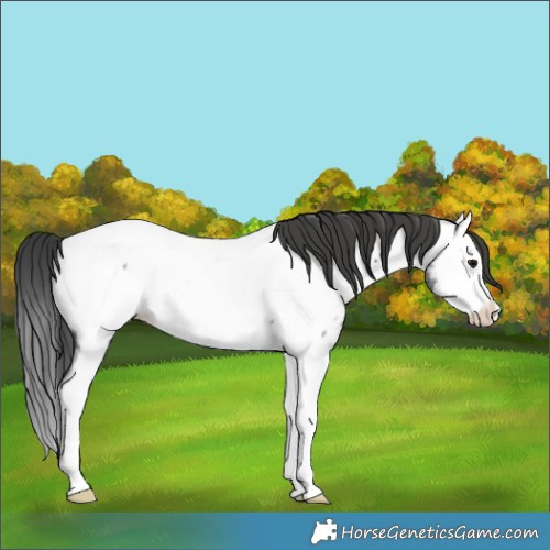 Horse Color:Blue Roan Splash Appaloosa Rabicano