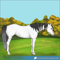 Horse Color:Blue Roan Splash Fewspot Rabicano 