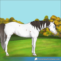 Horse Color:Bay Splash Near Fewspot 