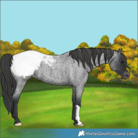 Horse Color:Blue Roan Snowcap 