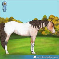 Horse Color:Bay Roan Near Fewspot Rabicano 