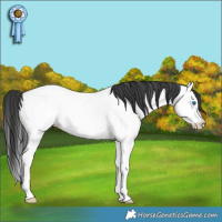 Horse Color:Black Splash Fewspot 
