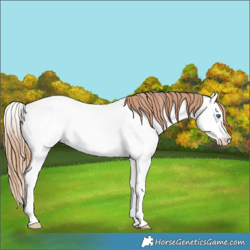 Horse Color:Red Roan Splash Appaloosa