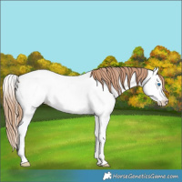 Horse Color:Red Roan Splash Fewspot 