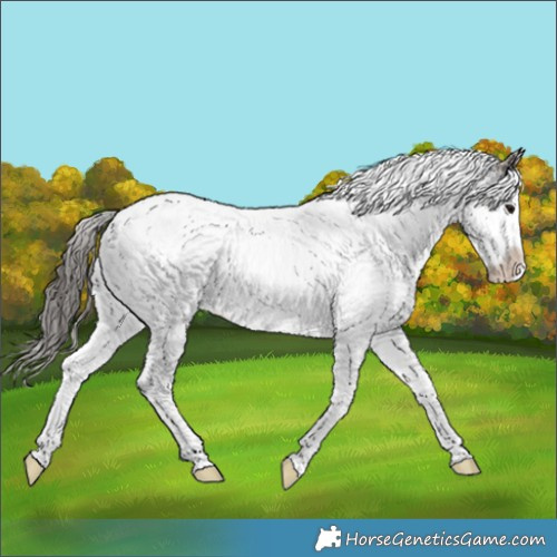 Horse Color:White Spotted Grullo Splash Appaloosa