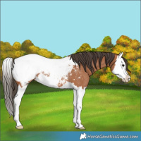 Horse Color:Bay Splash Near Fewspot Rabicano 