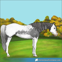 Horse Color:Black Splash Near Fewspot Rabicano 
