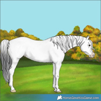 Horse Color:White Spotted Grullo Splash 