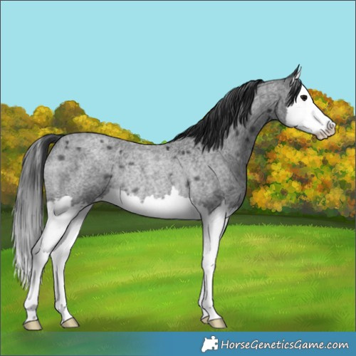 Horse Color:Blue Roan Splash Rabicano 