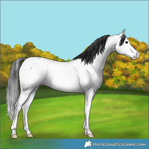 Horse Color:Blue Roan Splash Appaloosa Rabicano