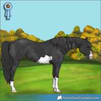 Horse Color:Black Appaloosa
