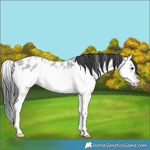 Horse Color:Blue Roan Splash Appaloosa 