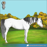 Horse Color:Blue Roan Splash Fewspot Rabicano 