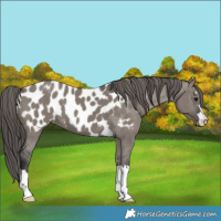 Horse Color:Grullo Appaloosa 