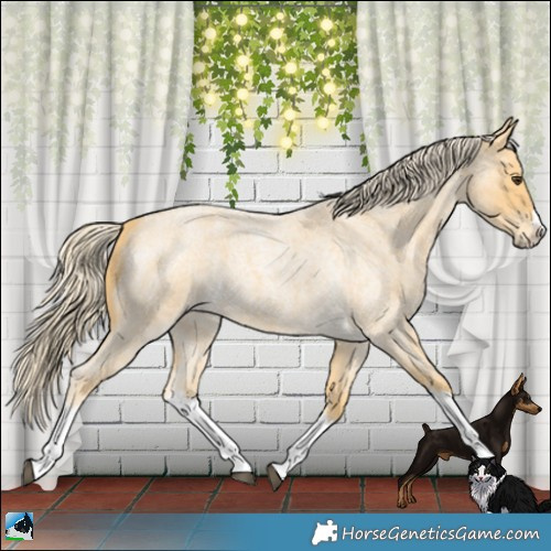 Horse Color:Palomino Roan Splash 