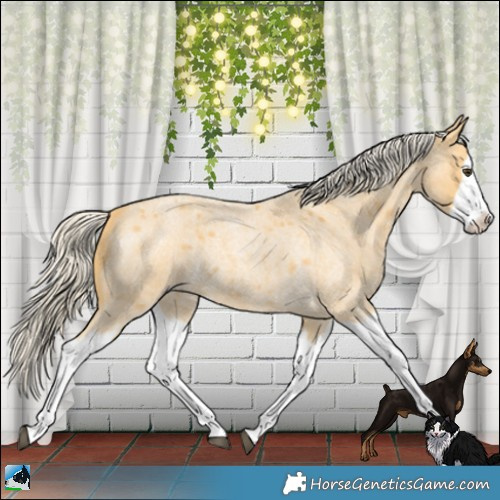 Horse Color:Palomino Roan Splash 