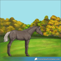 Horse Color:Silver Black 
