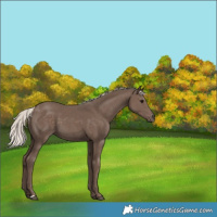 Horse Color:Silver Black