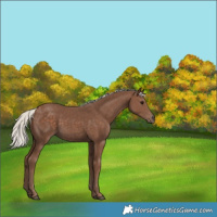 Horse Color:Silver Black 