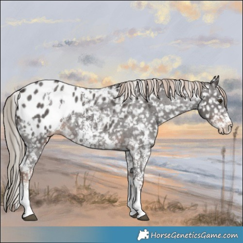 Horse Color:White Spotted Liver Chestnut Sabino Appaloosa Rabicano 